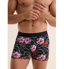 Boxer Aubade