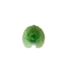 Feuille Alchémille Riviera Costa Nova