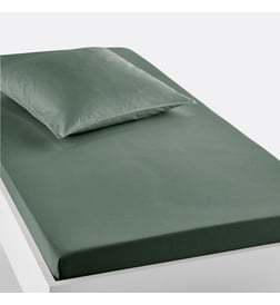 Eucalyptus