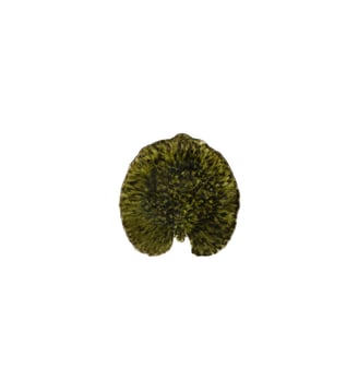 Assiette de présentation - Feuille Alchemille  - Costa Nova - Vert foncé
