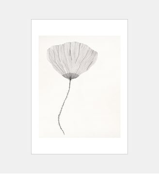 Poster   Poppy - The Poster Club x Ana Frois - Poster & Frame - Multicolore